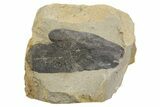 Fern (Macroneuropteris) Fossil - Mazon Creek #262585-1